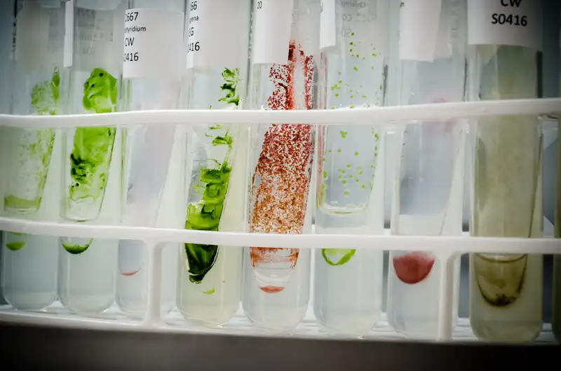 Microalgae culture on slant agar CarbonWorks à Bordeaux decabonisation