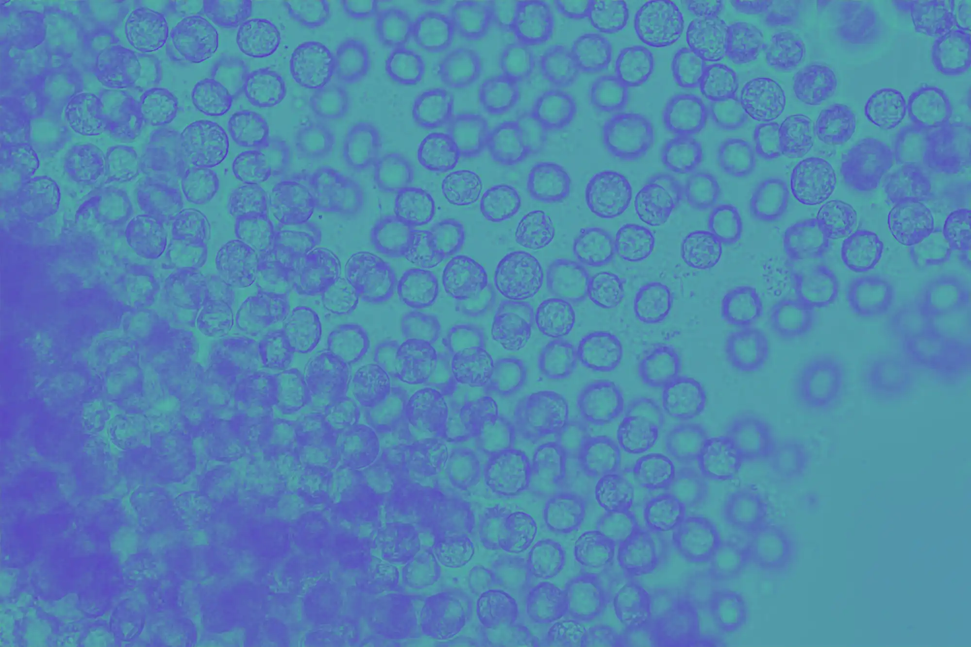 Microscope image of microalgae duotone CarbonWorks decabonisation à Libourne